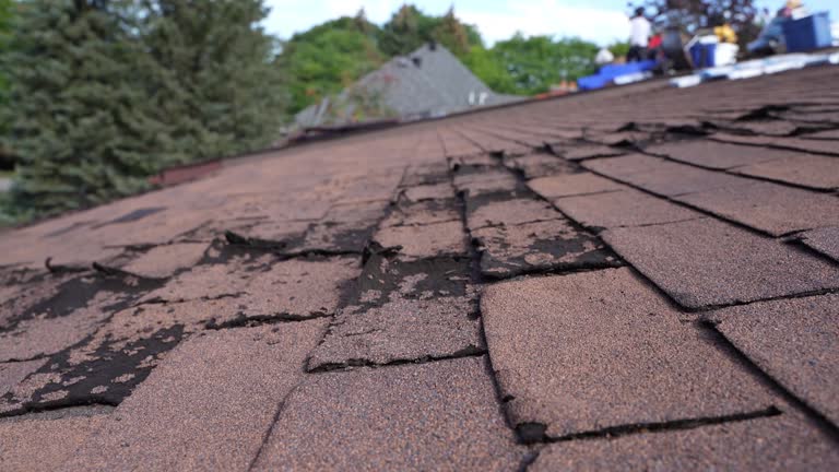 Best Roof Leak Repair  in Roma, TX